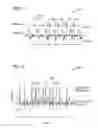 Fig. 14 - System and method for synchronizing external compression of a limb for increased blood