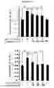 Fig. 02 - COMPOSITION FOR PREVENTING AND TREATING PANCREATITIS CONTAINING NAPHTHOQUINONE-BASED COMPOUND AS ACTIVE INGREDIENT