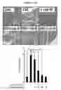 Fig. 09 - COMPOSITION FOR PREVENTING AND TREATING PANCREATITIS CONTAINING NAPHTHOQUINONE-BASED COMPOUND AS ACTIVE INGREDIENT