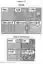 Fig. 10 - COMPOSITION FOR PREVENTING AND TREATING PANCREATITIS CONTAINING NAPHTHOQUINONE-BASED COMPOUND AS ACTIVE INGREDIENT