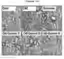 Fig. 11 - COMPOSITION FOR PREVENTING AND TREATING PANCREATITIS CONTAINING NAPHTHOQUINONE-BASED COMPOUND AS ACTIVE INGREDIENT