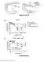 Fig. 63 - Tumor-selective combination therapy
