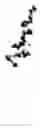 Fig. 02 - Chitosan covalently linked with small molecule integrin antagonist for targeted delivery