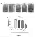 Fig. 33 - Methods of tissue repair and regeneration