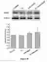 Fig. 41 - Methods of tissue repair and regeneration