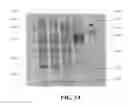Fig. 05 - Chimeric peptides against HTLV-1