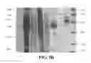 Fig. 06 - Chimeric peptides against HTLV-1