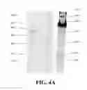 Fig. 07 - Chimeric peptides against HTLV-1