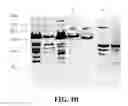 Fig. 08 - Chimeric peptides against HTLV-1