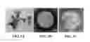 Fig. 04 - METHODS AND APPARATUS FOR CELL TRACKING AND MOLECULAR IMAGING