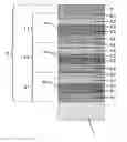 Fig. 01 - Transparent pane with electrically conductive coating