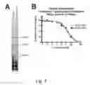 Fig. 06 - Methods of treating inflammation or neuropathic pain