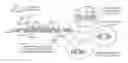 Fig. 01 - Nucleic acid construct