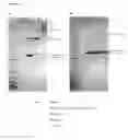 Fig. 25 - Method for protein purification