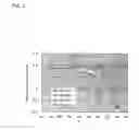 Fig. 04 - RGMa binding protein and use thereof