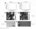 Fig. 06 - High-resolution patterning of graphene by screen and gravure printing for highly flexible printed electronics
