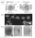 Fig. 03 - Core-shell quantum dots and method of synthesizing thereof
