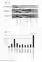Fig. 09 - MULTIPOTENT PROGENITOR CELL DERIVED FROM ADIPOSE TISSUE
