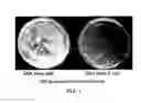 Fig. 02 - Enhanced processes and reagents for host engineering