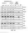 Fig. 05 - Compositions and Methods for Enhancing Bioenergetic Status in Female Germ Cells