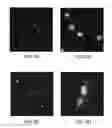 Fig. 13 - Compositions and Methods for Enhancing Bioenergetic Status in Female Germ Cells