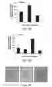 Fig. 20 - Compositions and Methods for Enhancing Bioenergetic Status in Female Germ Cells