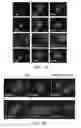 Fig. 21 - Compositions and Methods for Enhancing Bioenergetic Status in Female Germ Cells
