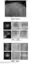 Fig. 24 - Compositions and Methods for Enhancing Bioenergetic Status in Female Germ Cells