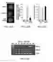 Fig. 35 - Compositions and Methods for Enhancing Bioenergetic Status in Female Germ Cells