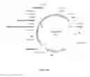 Fig. 02 - CELL EXPRESSION SYSTEM