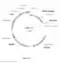 Fig. 09 - CELL EXPRESSION SYSTEM