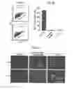 Fig. 08 - Method for sorting tissue cells