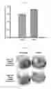 Fig. 06 - Microalgae with improved phototaxis and photosynthetic efficiency