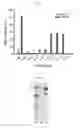 Fig. 11 - Microalgae with improved phototaxis and photosynthetic efficiency