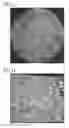 Fig. 07 - Grain refinement in iron-based materials