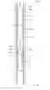 Fig. 07 - Downhole tool string for plug and abandonment by cutting