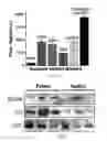 Fig. 07 - Graphene oxide-based nanolab and methods of detecting of exosomes