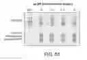 Fig. 49 - Methods and devices for integrating analyte extraction, concentration and detection
