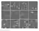 Fig. 01 - METHOD OF USING NON-RARE CELLS TO DETECT RARE CELLS