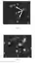 Fig. 02 - Method of determining the presence and/or amount of target molecules