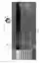 Fig. 04 - Enhanced visualization method for down hole diagnostics and characterization