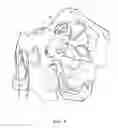 Fig. 07 - Pelvic model