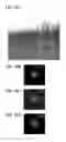 Fig. 47 - Positive electrode active material particle and manufacturing method of positive electrode active material particle