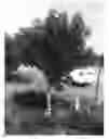 Fig. 01 - Avocado tree named 'TAMI'