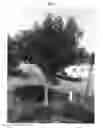 Fig. 02 - Avocado tree named 'TAMI'