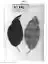 Fig. 03 - Avocado tree named 'TAMI'