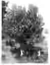 Fig. 01 - Avocado tree named 'BEN-YA'ACOV1'