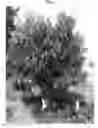Fig. 02 - Avocado tree named 'BEN-YA'ACOV1'