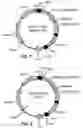 Fig. 02 - METHODS AND MATERIALS FOR USING TRANSGENIC NON-HUMAN ANIMALS EXPRESSING SODIUM IODIDE SYMPORTER POLYPEPTIDES TO MONITOR PATHOLOGICAL PROCESSES, DISEASE PROGRESSION, OR THERAPEUTIC RESPONSES OVER TIME