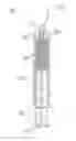 Fig. 01 - Self dispensing bait holder